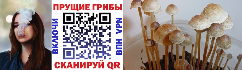 Псилоцибиновые грибы MAGIC MUSHROOMS  купить  цена  Ленинградская 